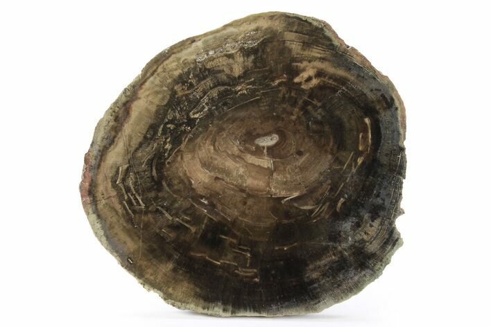 Triassic Petrified Wood (Woodworthia) Round - Zimbabwe #244899